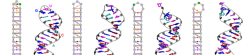 Conformational dynamics of a non coding RNA hairpin Cred Reißer 820x180.png
